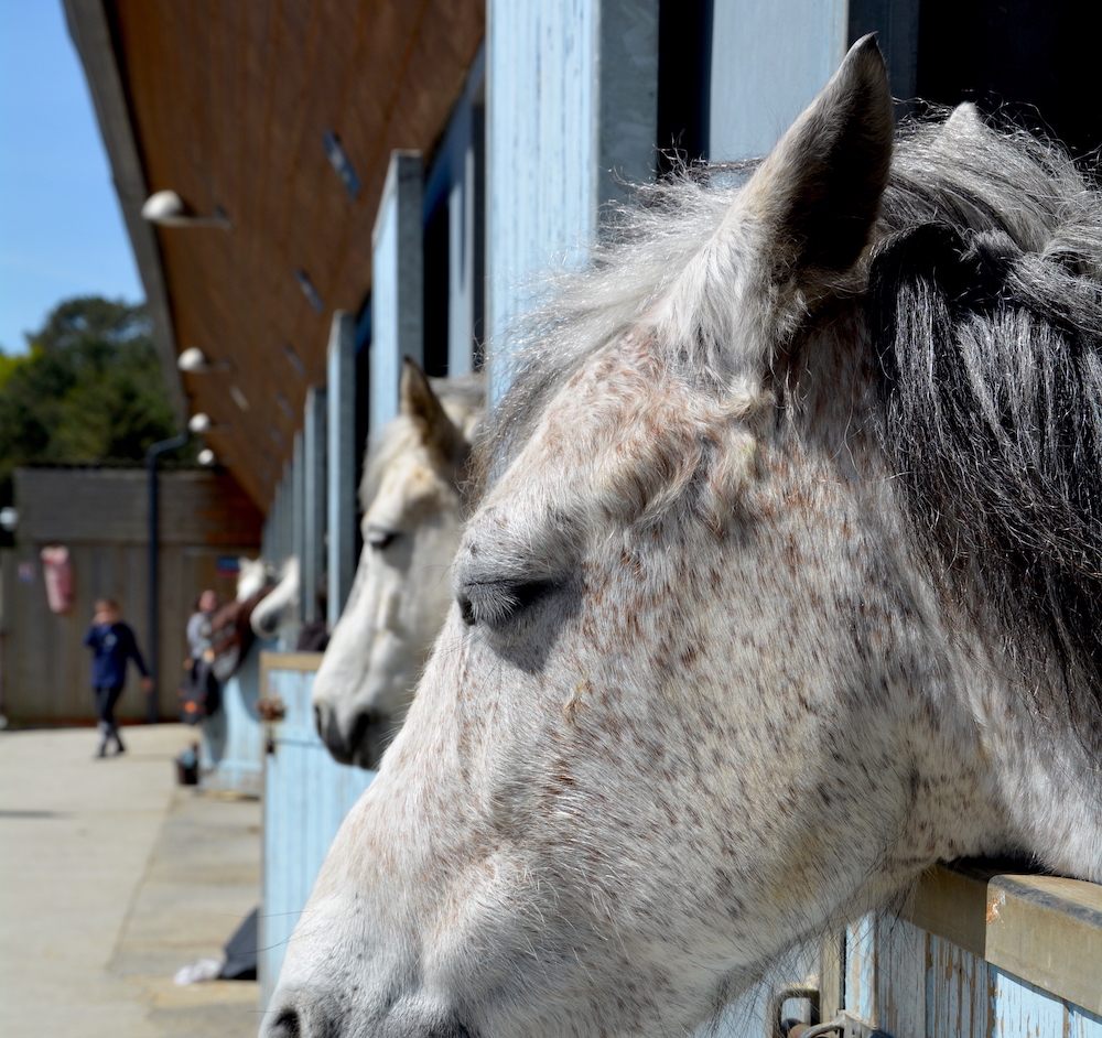Centre equestre de Ploemeur